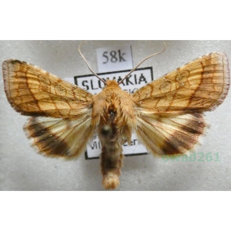 Pyrrhia umbra (Hufnagel, 1766) Ceglica wilżynówka Slovakia58k